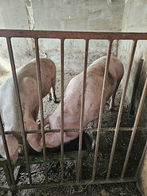 De vanzare porci 15 lei kg - imagine 3