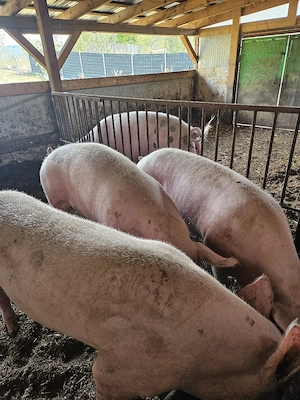 De vanzare porci 15 lei kg - imagine 4