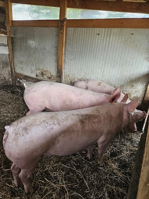 De vanzare porci 15 lei kg