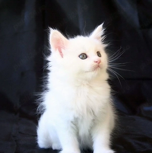 Maine Coon