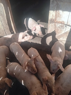 Vand porci 