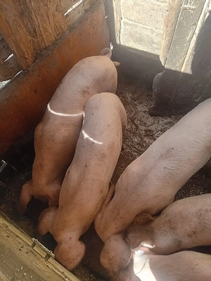 Vand porci  - imagine 2