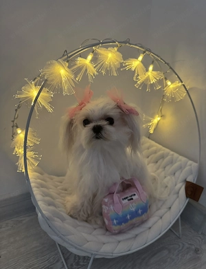 Bichon maltese mini toy