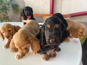 Coker Spaniel - imagine 2