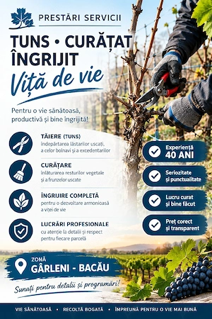 Tuns, curățat, îngrijit viță de vie 