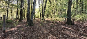 TEREN Intravilan 500-1000mp | Cadru natural deosebit  | OCAZIE DE INVESTITIE  - imagine 5