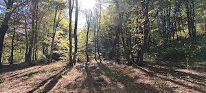 TEREN Intravilan 500-1000mp | Cadru natural deosebit  | OCAZIE DE INVESTITIE 