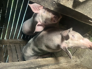 Porci de vanzare rasa carne 