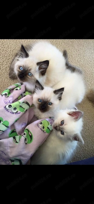Ragdoll    