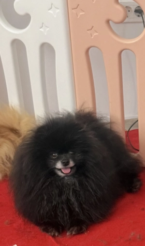 Pomeranian rasa pura