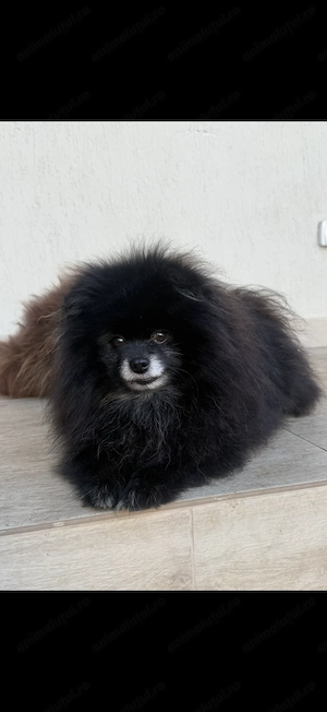Pomeranian rasa pura - imagine 2