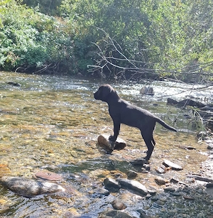 Fetite cane-corso - imagine 5