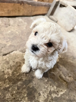 Bichon Maltez Pur - imagine 3