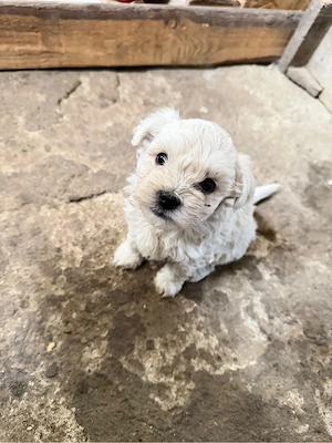 Bichon Maltez Pur