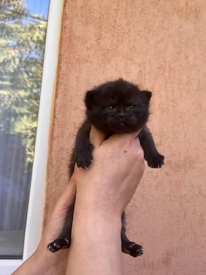 Fetiță British shorthair black  - imagine 4