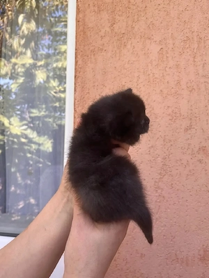 Fetiță British shorthair black  - imagine 3