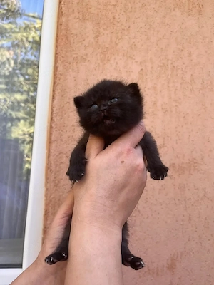 Fetiță British shorthair black 
