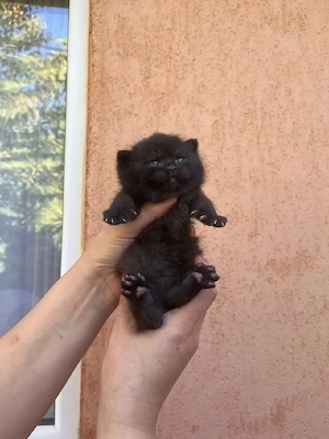 Fetiță British shorthair black  - imagine 5