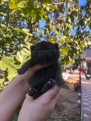Fetiță British shorthair black  - imagine 2