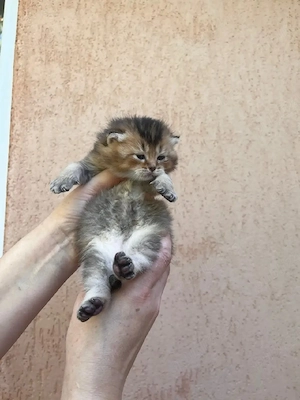Băiețel British shorthair chinchila flex golden  - imagine 3