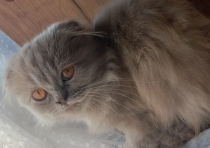 Pisoi scottish fold păr lung - imagine 2