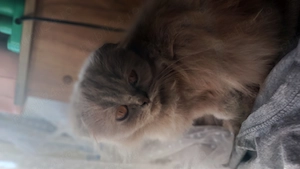 Pisoi scottish fold păr lung - imagine 4