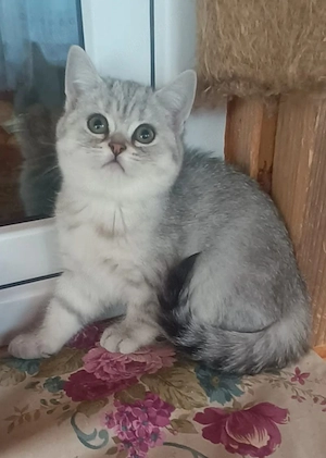 Brithis Shorthair