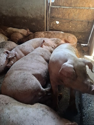 Porci de carne din gospodărie 150 Kg-200kg