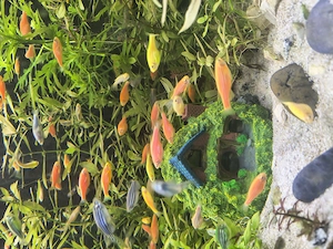 Zebre, discus, melci ,Betta își caută altă casă 