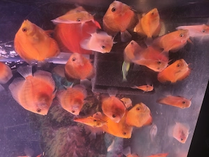 Zebre, discus, melci ,Betta își caută altă casă  - imagine 2