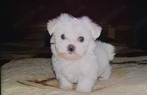 Bichon maltez mini toy