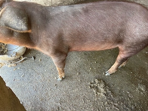 Vand scrofita duroc 