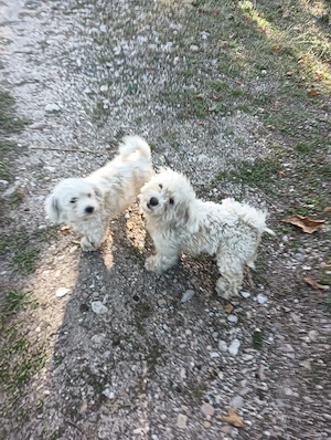 Cateluse Bichon de 1,2 ani