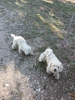 2 Cateluse rasa Bichon Maltez - imagine 3