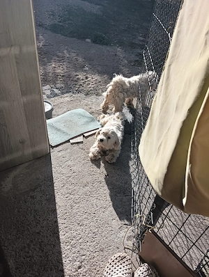 2 Cateluse rasa Bichon Maltez - imagine 5