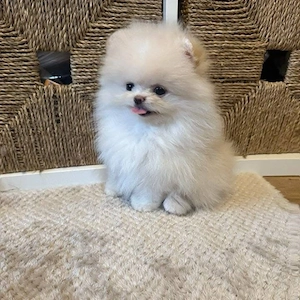 Pomeranian mini toy tip ursuleț - imagine 2