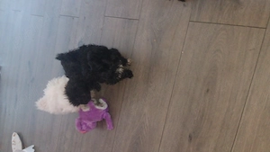 Vând Pui Bichon maltez 
