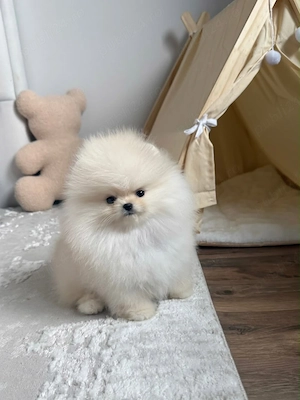 Pomeranian mini toy  - imagine 2