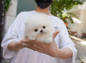 Pomeranian mini toy 