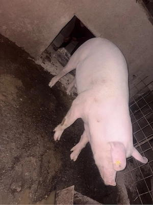 vand porci