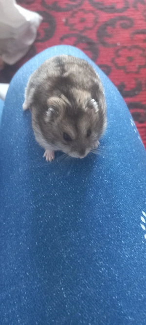 Vând o nimfa blândă și un hamster pitic - imagine 3