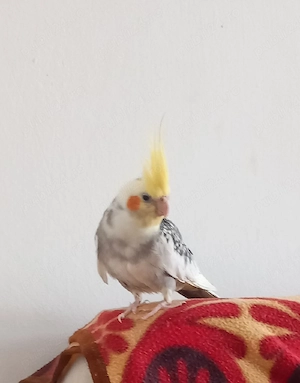 Vând o nimfa blândă și un hamster pitic - imagine 2
