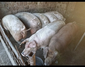 Vând porci 