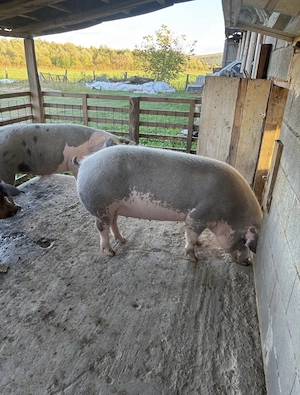 Porc, porci, 6 bucati 