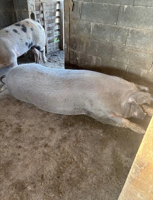Porc, porci, 6 bucati  - imagine 2