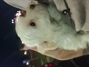 Vând pui Bichon Maltez