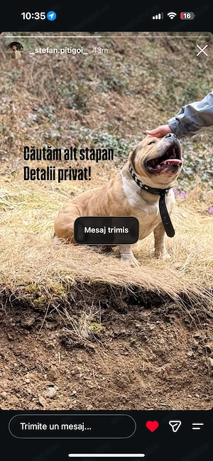 Vand american bully pocket
