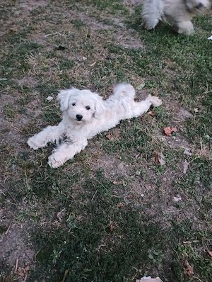 Bichon Maltez 2 femele de 1,2 ani - imagine 5