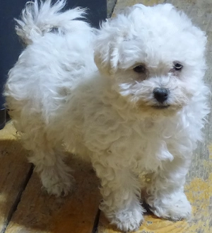 Vind pui Bichon Maltez ,( 4 femele ) - imagine 2