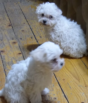 Vind pui Bichon Maltez ,( 4 femele ) - imagine 4